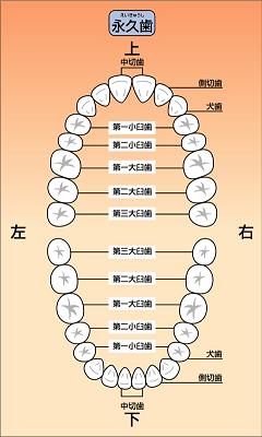 永久歯の図
