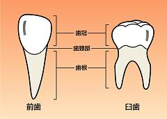 歯の側面図